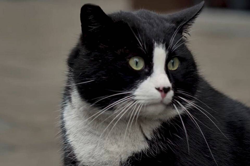 波兰一流浪猫成5星旅游景点,一只流浪的大肥猫