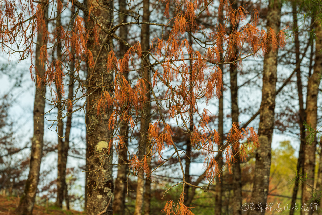 巫溪红叶自驾游,巫溪红池坝云中花海景点讲解