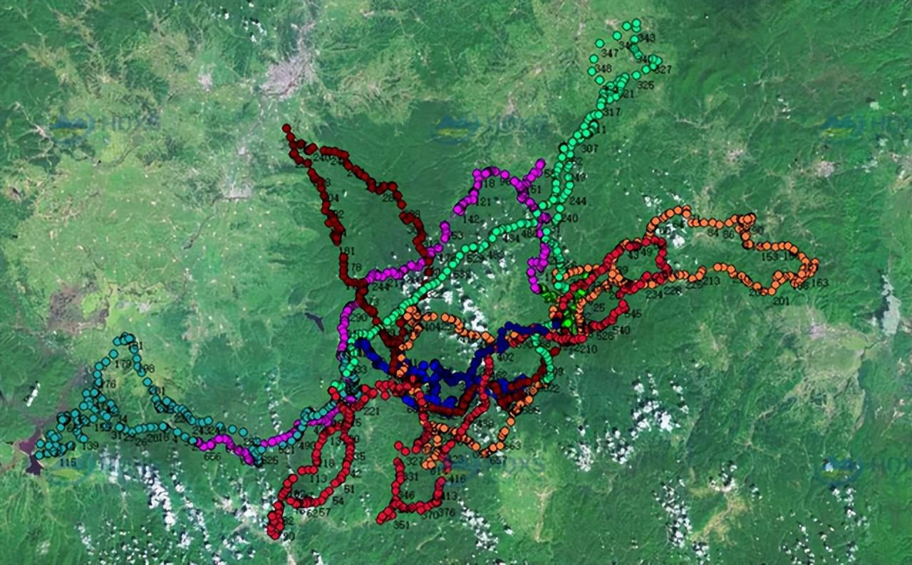 东北虎完达山一号咬死人了吗,完达山一号东北虎多少重