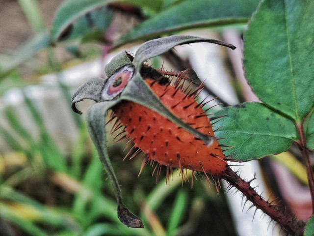 山货怎么赚钱,农村山货怎么赚钱