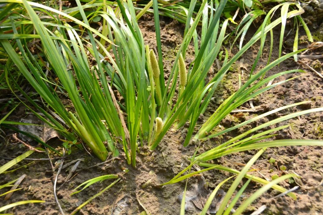 150种常见药用植物大全,150余种常见药用植物花期组图