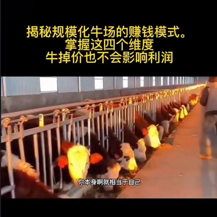 揭秘规模化牛场的赚钱模式,正规化牛场怎么建设牛知识讲解