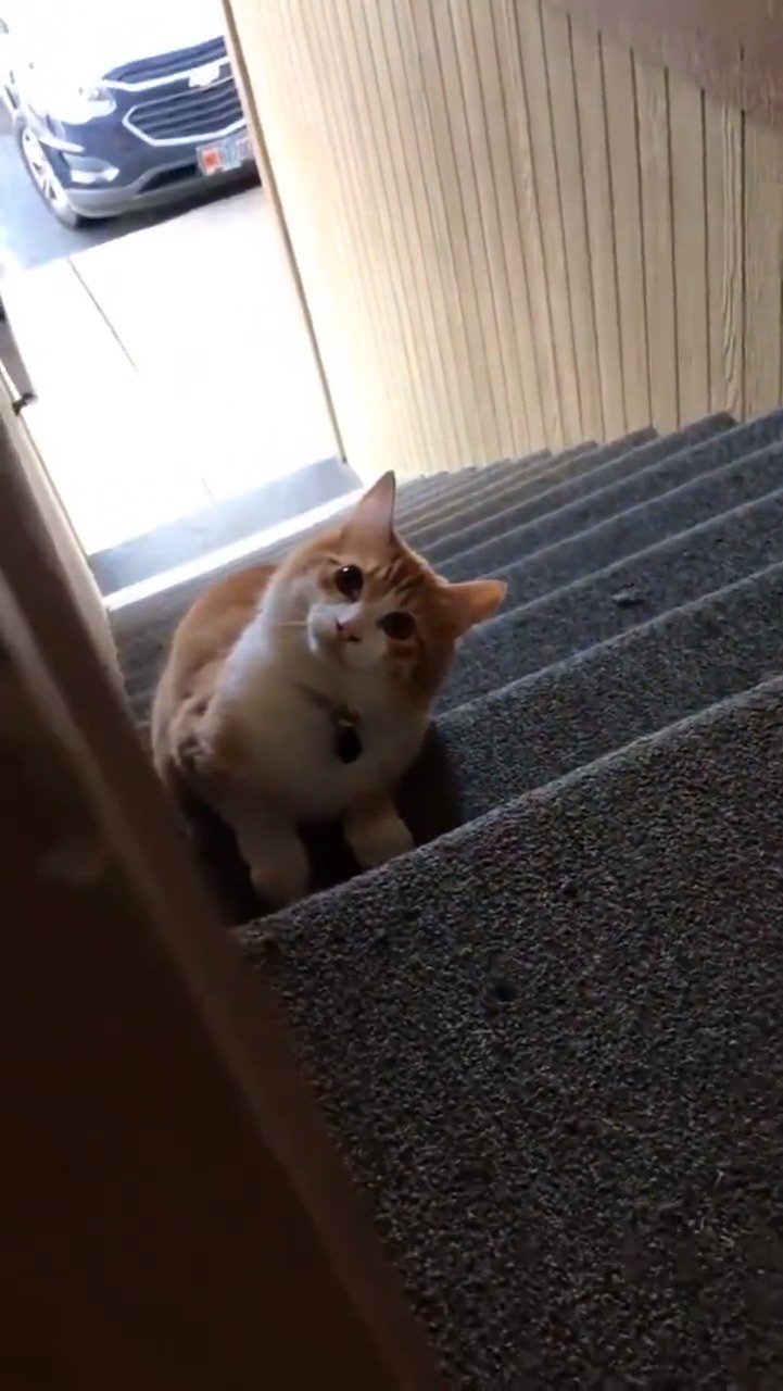 建议养的10种家猫,旺家猫的特征