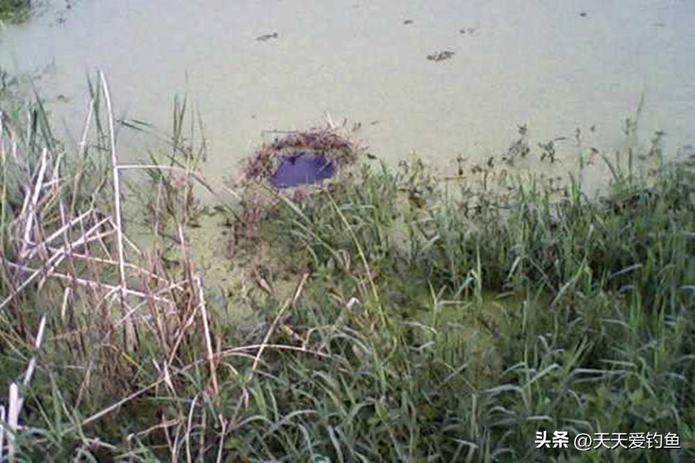 钓黑鱼的方法与技巧不用路亚,野钓黑鱼怎么选择钓位最好