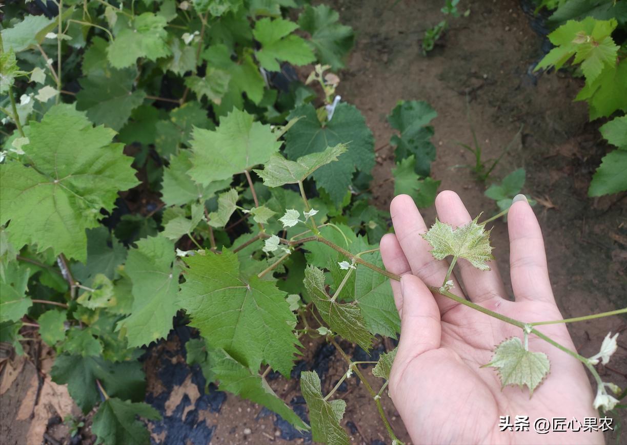 阳光玫瑰葡萄苗扦插好还是嫁接好,阳光玫瑰种植原根好还是嫁接好