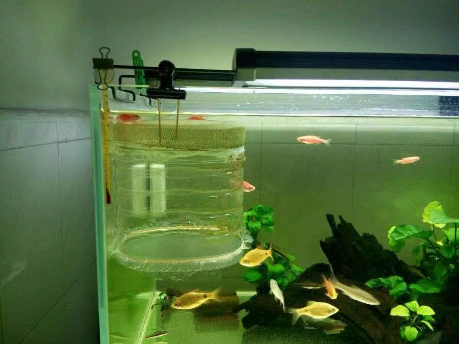 原生的斑马鱼会长蝶翼吗,原生斑马鱼会跳吗