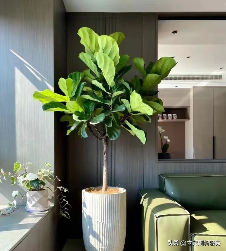 这些都是带有香味适合家养的绿植,适合放在家里的好养的绿植