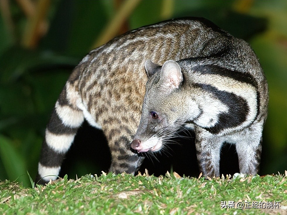灵猫属于什么猫,长尾灵猫是猫科动物吗