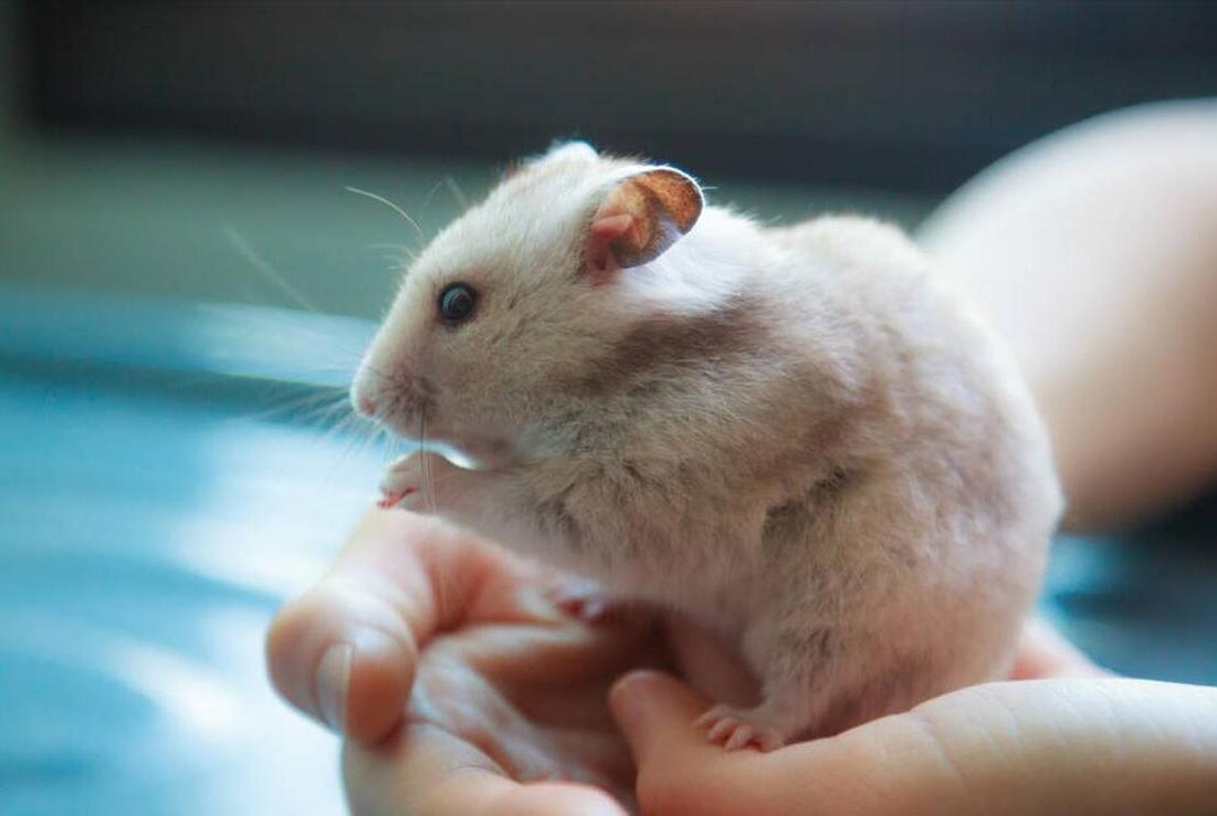 第一只仓鼠怎么来的,我的第一只小猫咪完整版