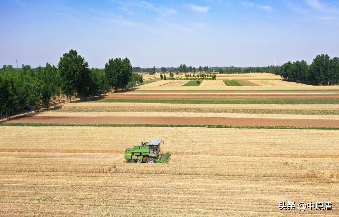 河南省小麦亩产量多少斤,河南郸城小麦亩产多少斤