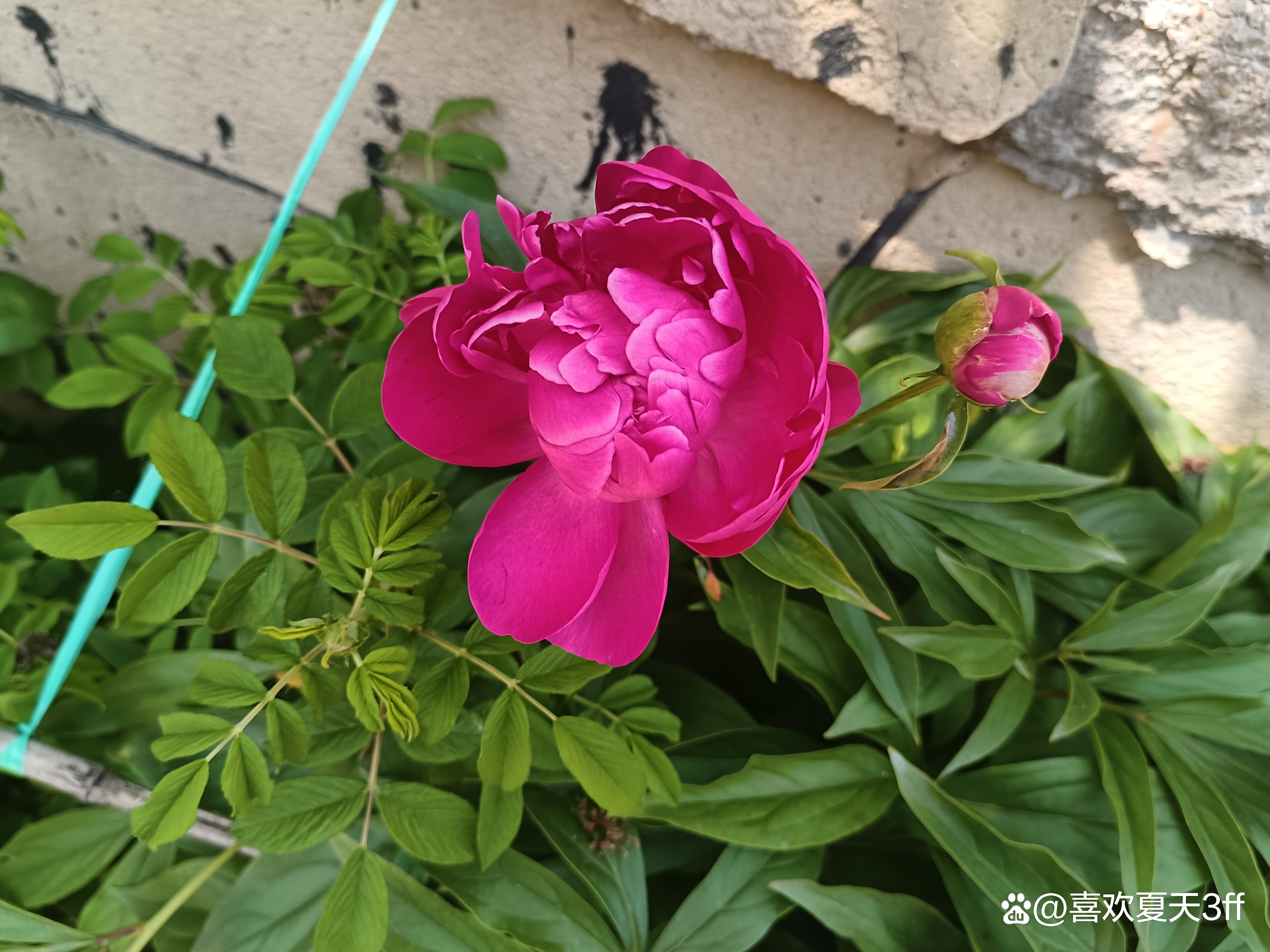 我的拍花日记之十一