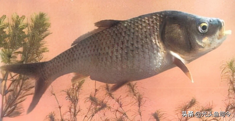 钓鱼钓到保护鱼种放了违法吗,钓鱼犯法的鱼类有哪些种类