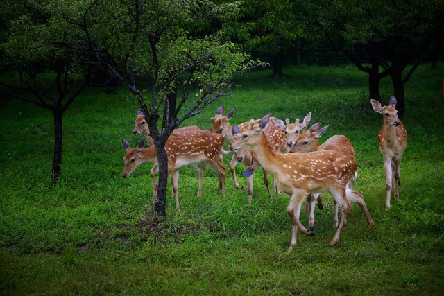 鹿中极品梅花鹿，鹿胎、鹿鞭、鹿筋、鹿血、鹿尾都有药物功能