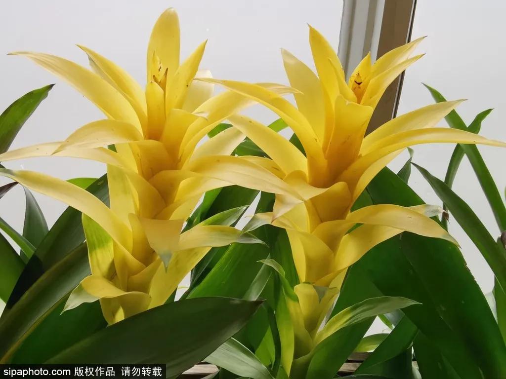 春天北京看花的景点推荐,北京冬天看花的景点推荐