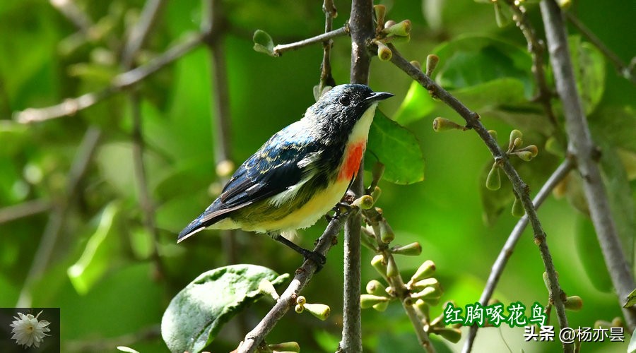 为自己种植果树的红胸啄花鸟