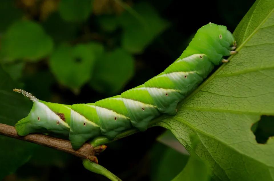 全球一半的“情趣内衣”出自灌云县，站上风口，猪也能飞