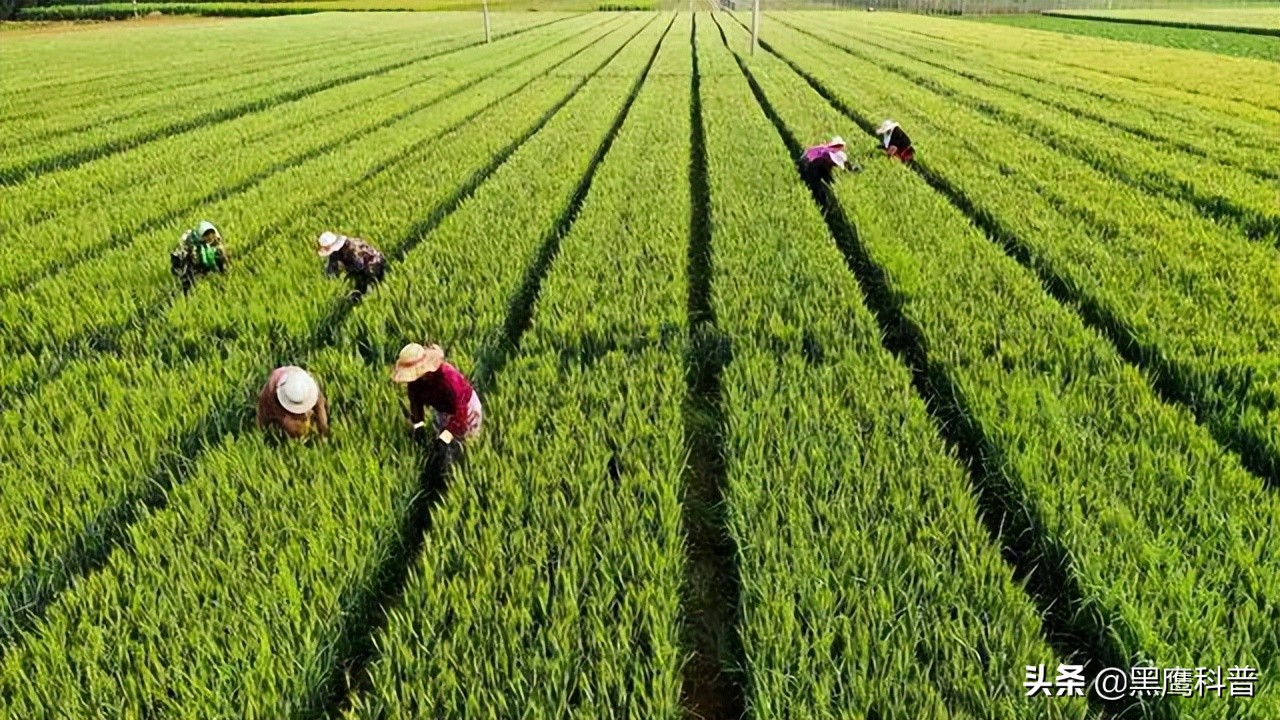 割青麦事件感想,割青麦做青饲料事件