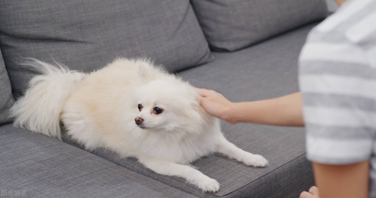 宠物医生,我家狗狗不吃东西不喝水怎么办?