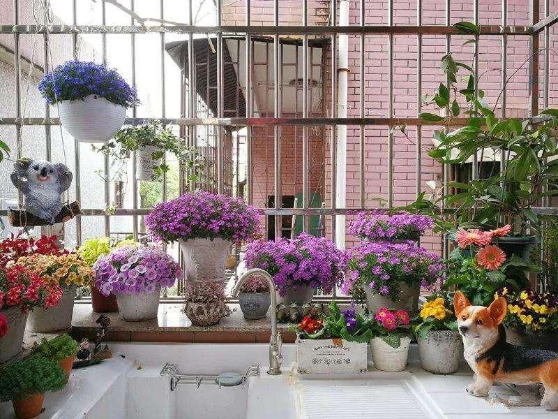 寿命最长的植物盆栽,适合北方庭院种植的耐旱花木盆栽