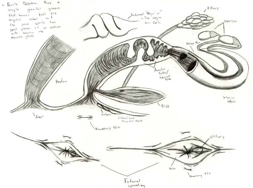 海豚怎么交配？科学家：它们极具侵略性！生殖器某处与人类很相似