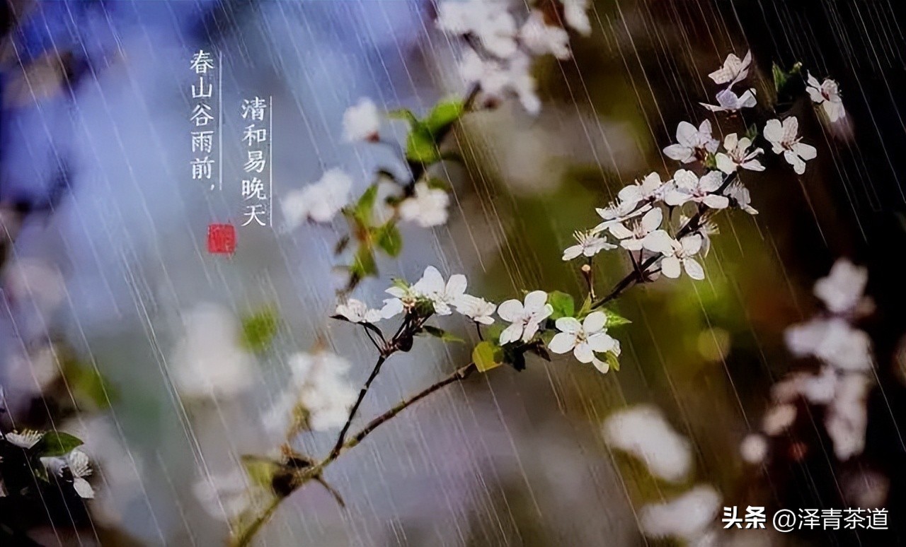 谷雨时节喝谷雨茶的寓意,过了谷雨的茶有什么区别