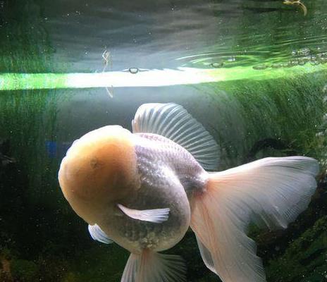 狮子头金鱼烂头炸鳞怎么治疗,狮子头金鱼头朝下怎么回事