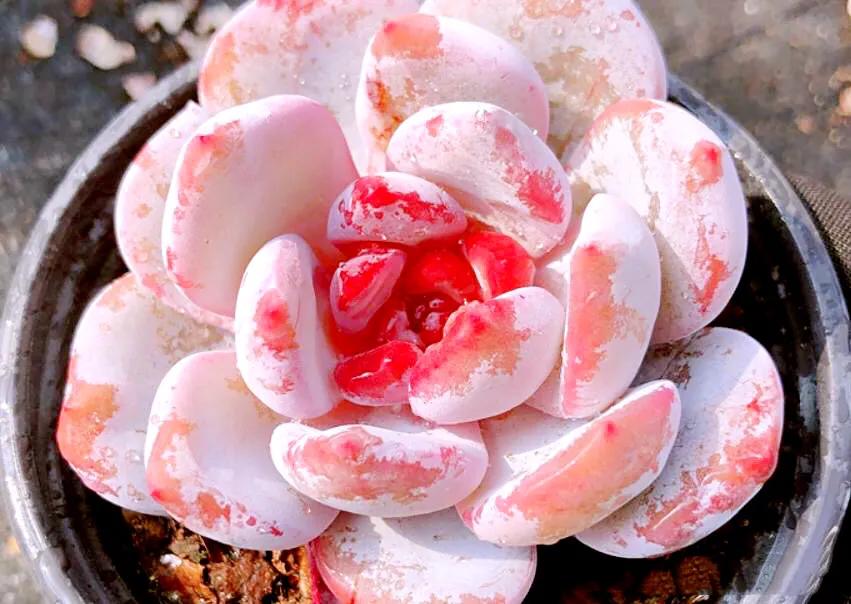 又美又仙的多肉,多肉植物100年的老桩奥普琳娜