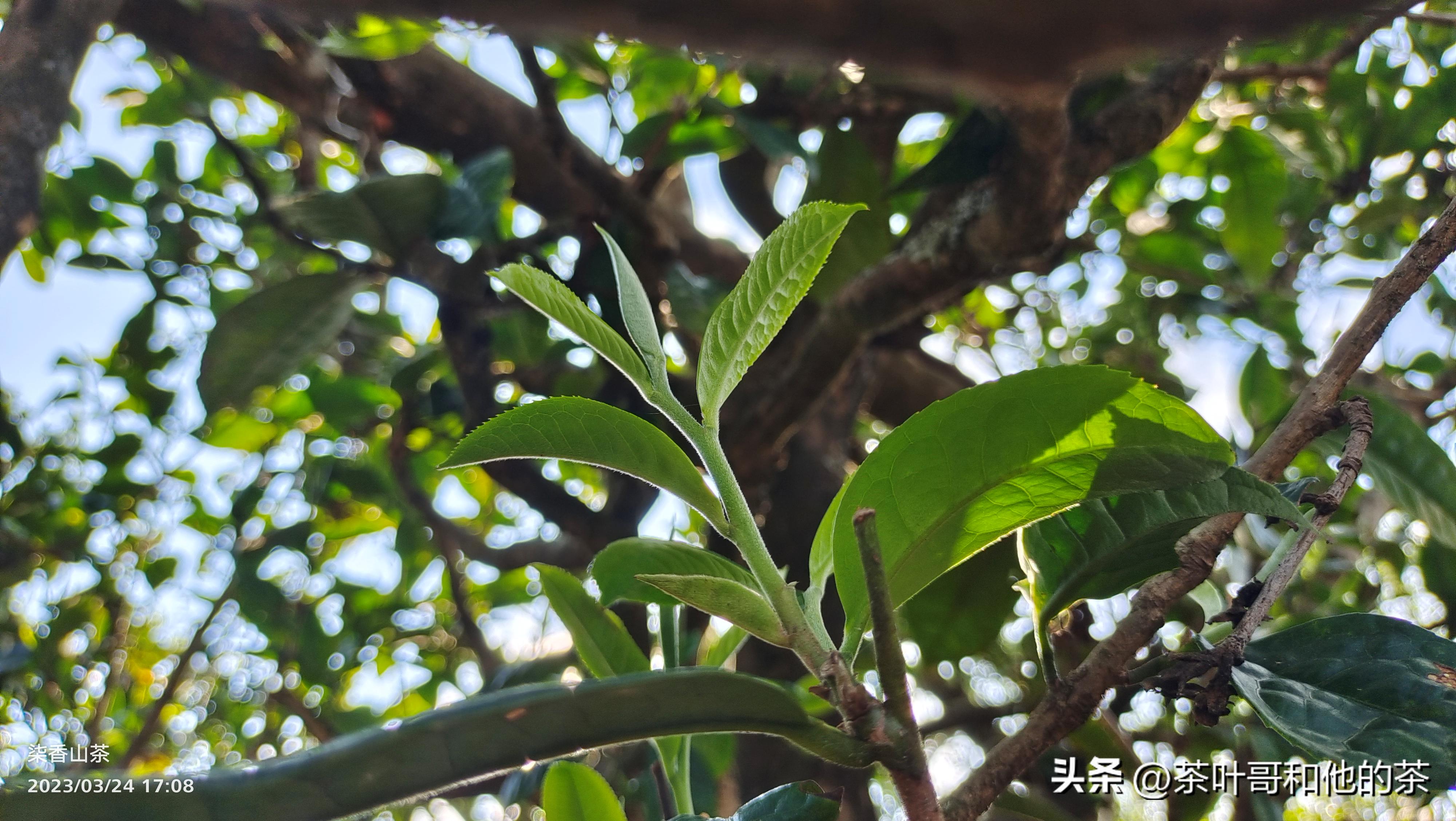 信不信由你这句话可信吗,从事茶叶这行业能学到什么