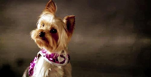 最适合懒人养的狗约克夏,养狗就养约克夏