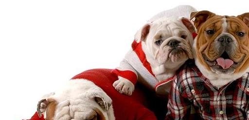 夏季来临狗狗中暑知识早知道,高温天气来袭该如何防止狗狗中暑