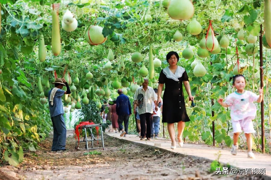 葫芦古镇葫芦大观园,葫芦世界视频