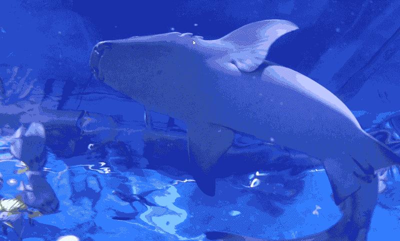 滨州海底世界5.1演出时间表,滨州海底世界39.9团购票