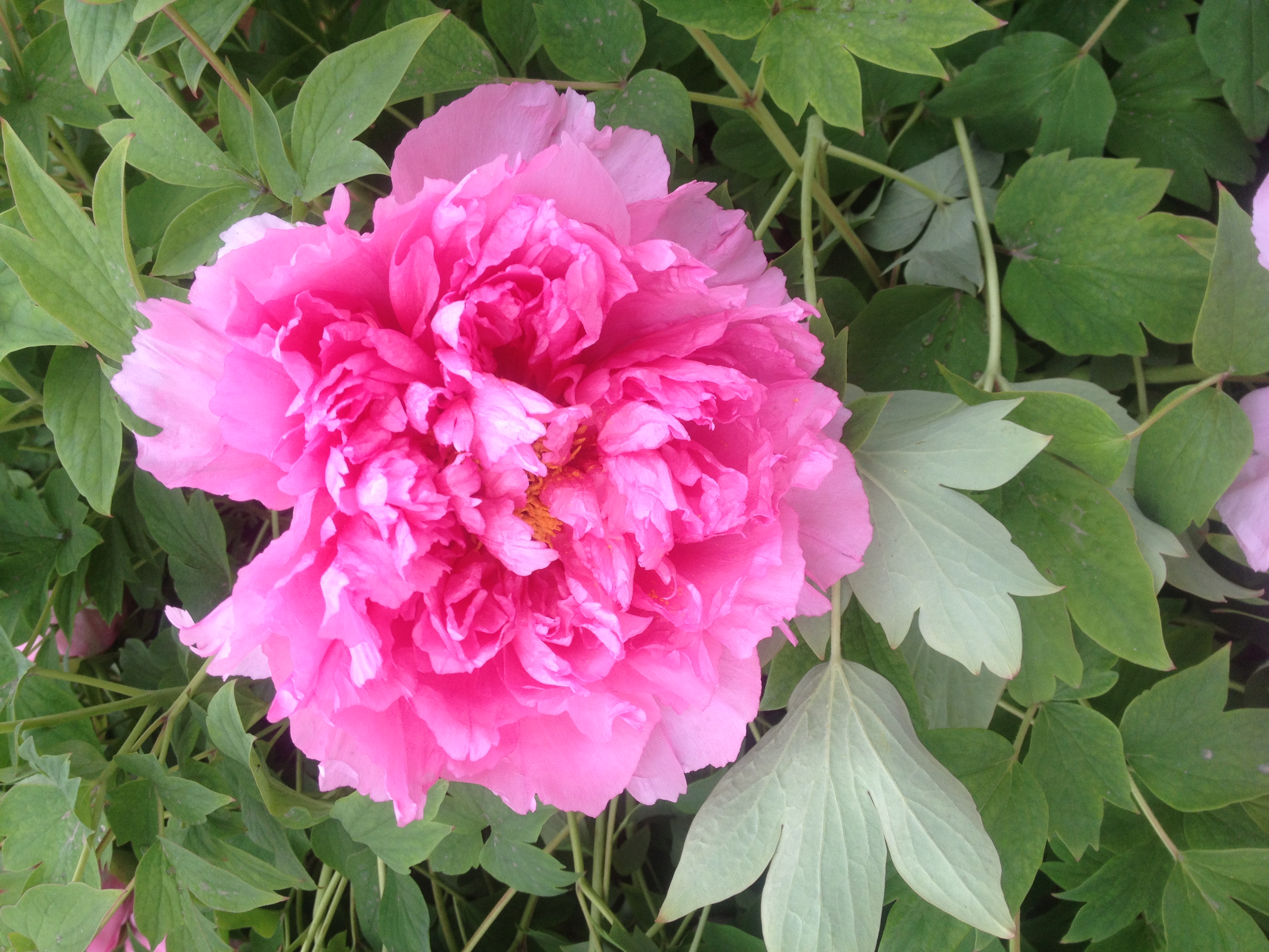 为什么好多人得了大病都治不起