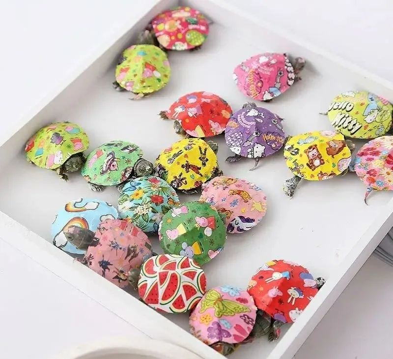 适合孩子室内养的小宠物,适合小空间养的小型宠物