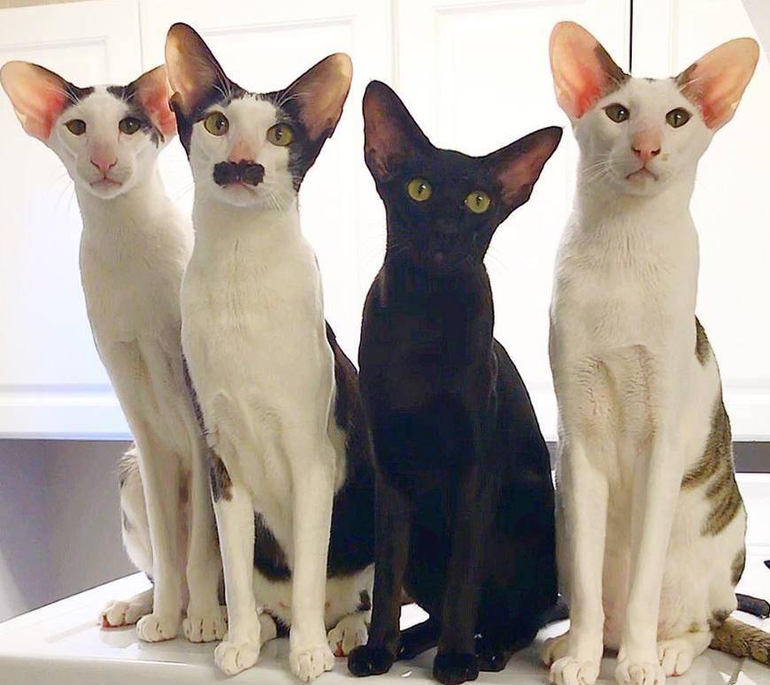 常见的18种宠物猫,常见的18种宠物猫性格