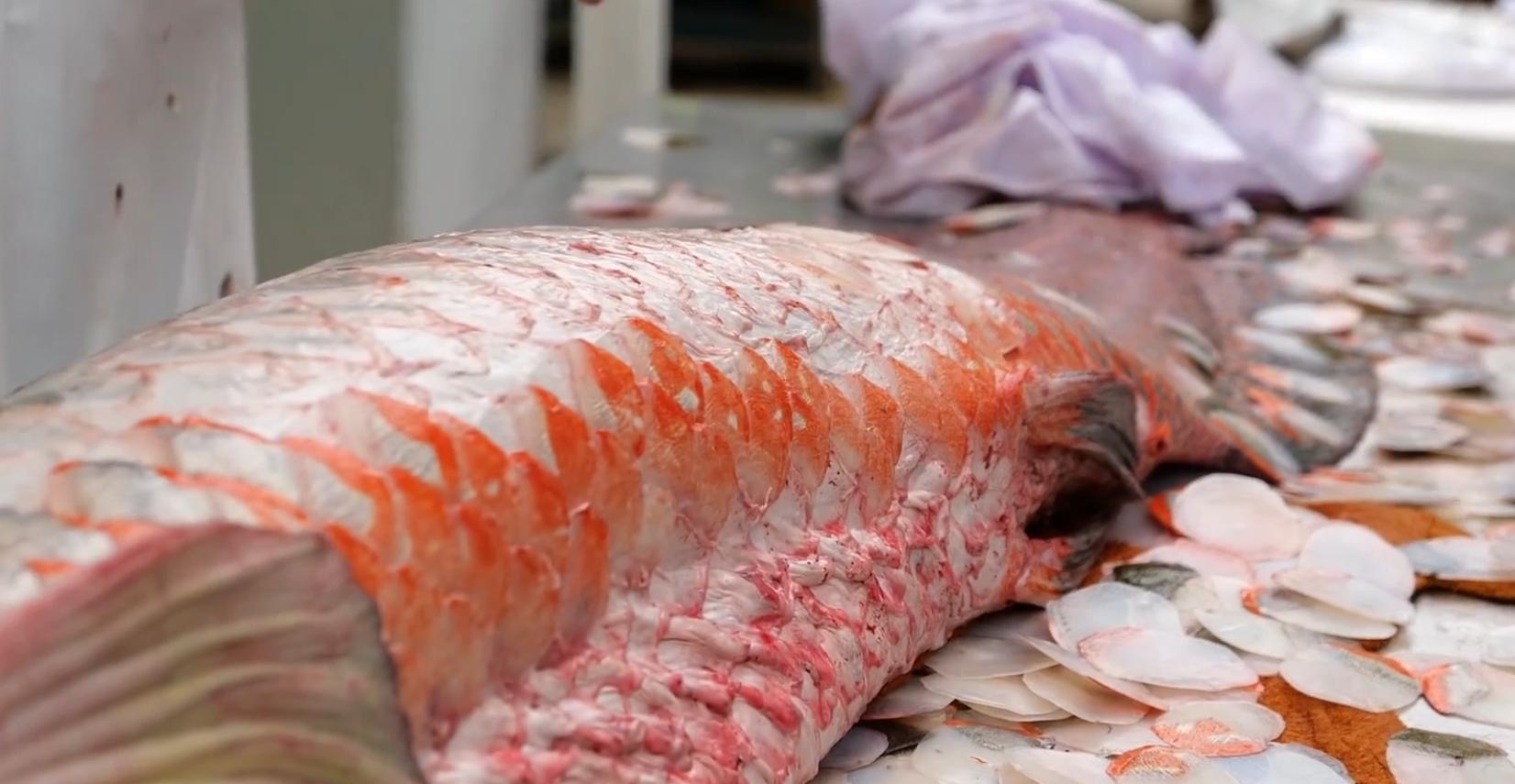 十种颜值最高的鱼,这些长相奇怪的鱼你认识几条