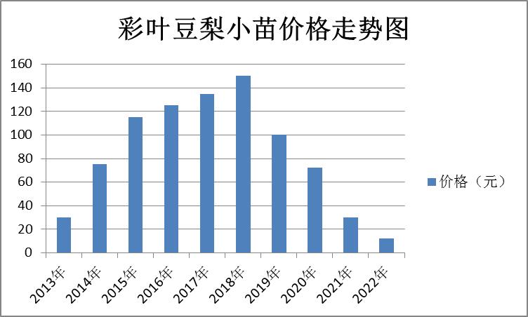 彩叶豆梨10-12公分最新报价,浙江彩叶豆梨多少钱一棵