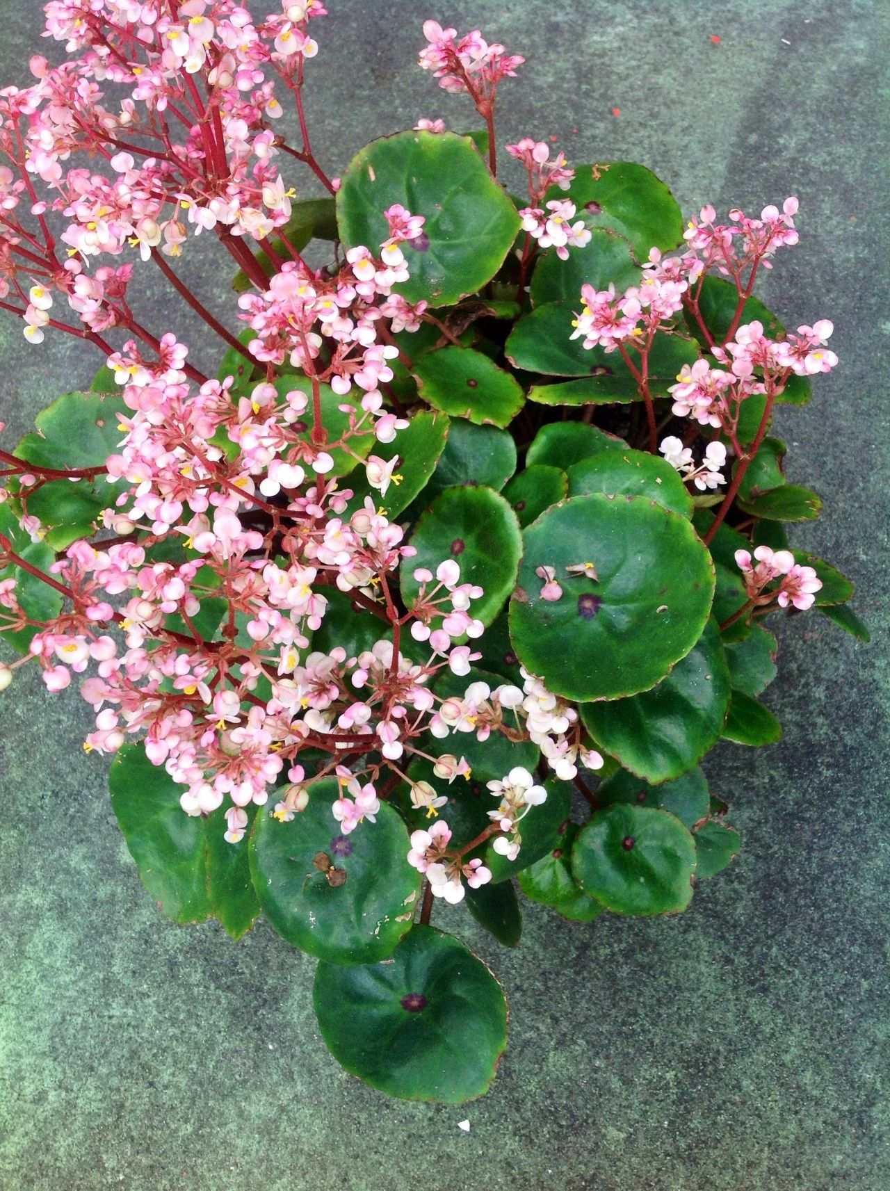 盆栽秋海棠怎么养,盆栽秋海棠多久开一次花