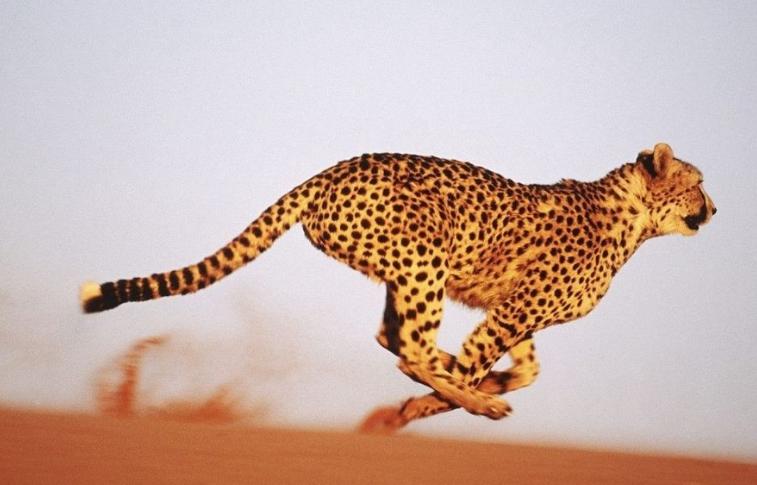 猎豹不是豹子吗,猎豹不是豹