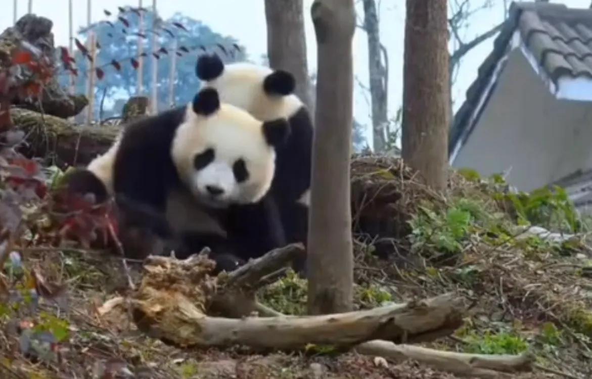 考古爱宝,考古爱宝的童年经历