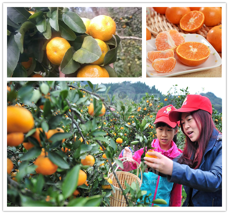 从化赏花旅游攻略景点必去,从化梅花节自驾游路线图最新