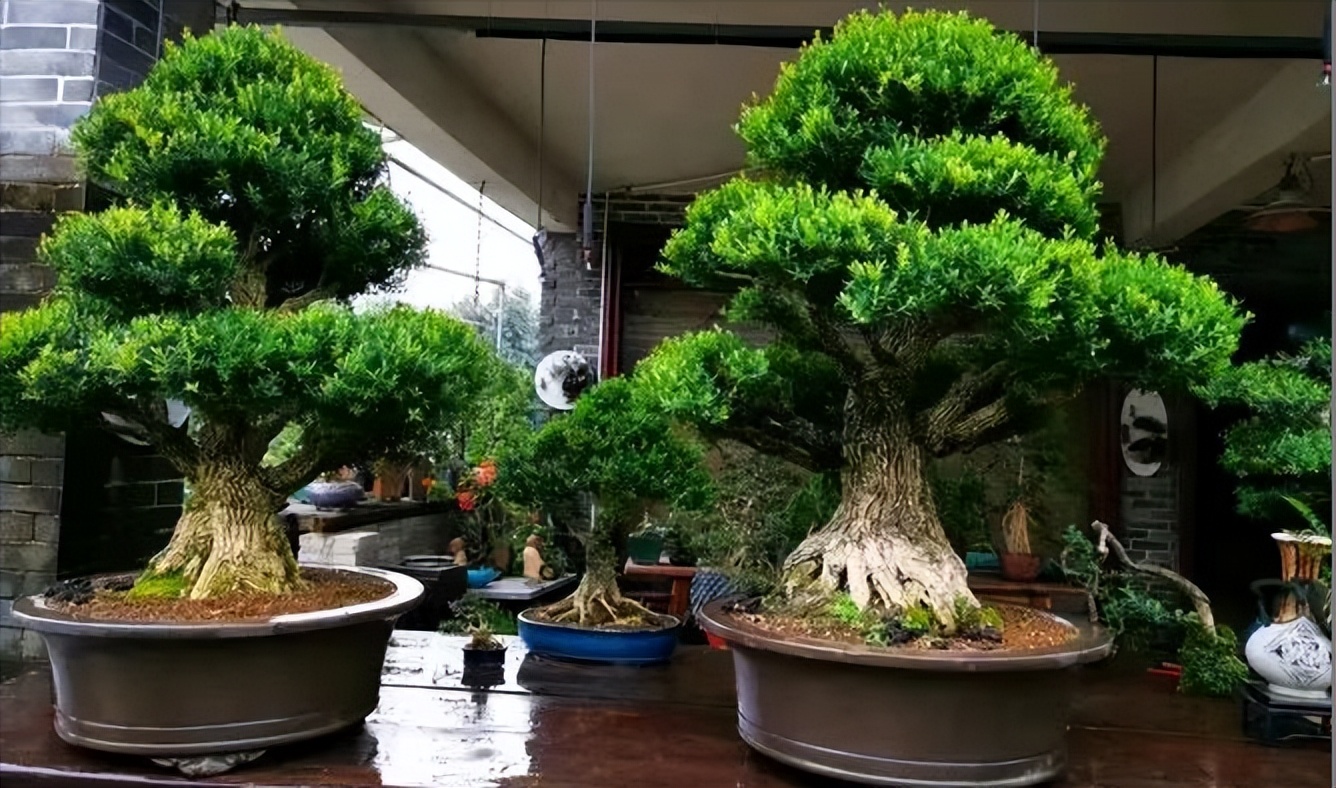 客厅大花盆栽树,100种家庭客厅盆栽树