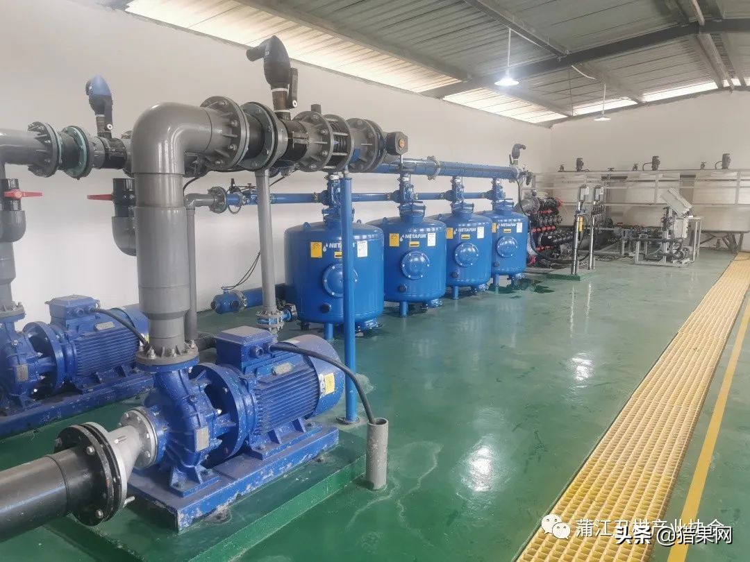 阳光一号柑橘裂果,阳光一号如何防治裂果