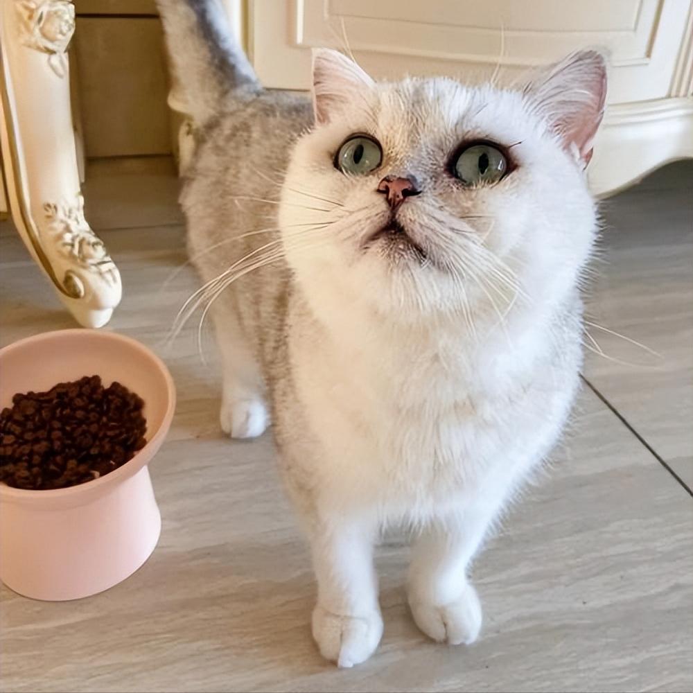 两个多月银渐层有泪痕正常吗,银渐层有耳螨泪痕严重怎么办