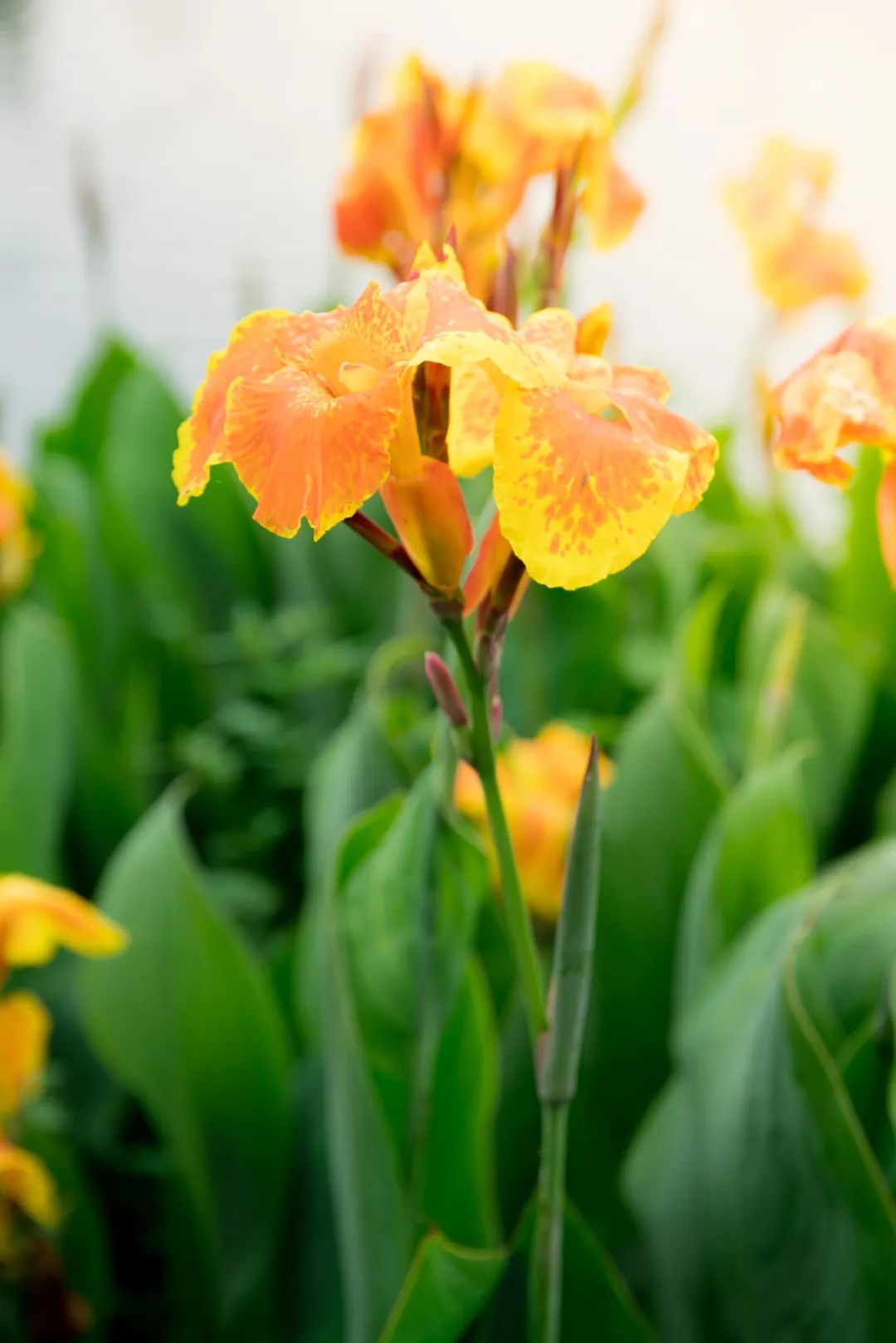 閲庣倞瑁呭绉熻祦姝︽眽,姝︽眽闇茶惀鐑х儰瑁呭绉熺敤