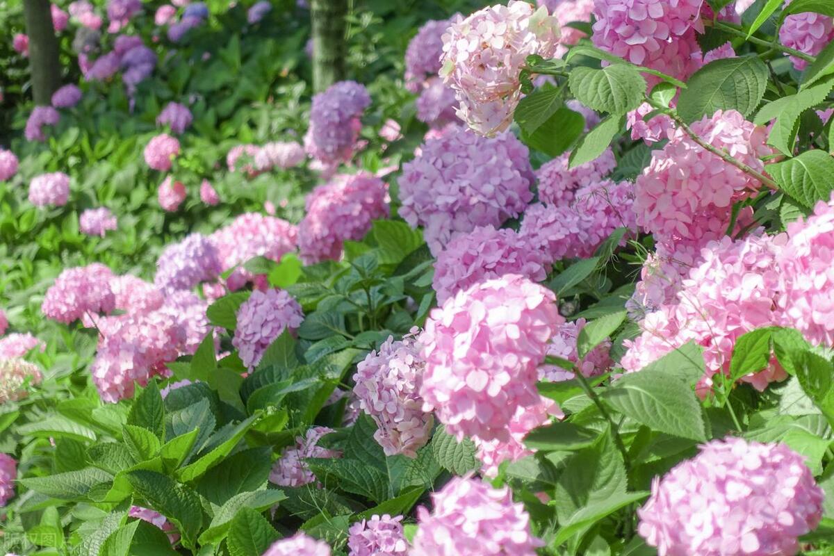 武汉五月看花的地方有哪些,武汉五月的花海