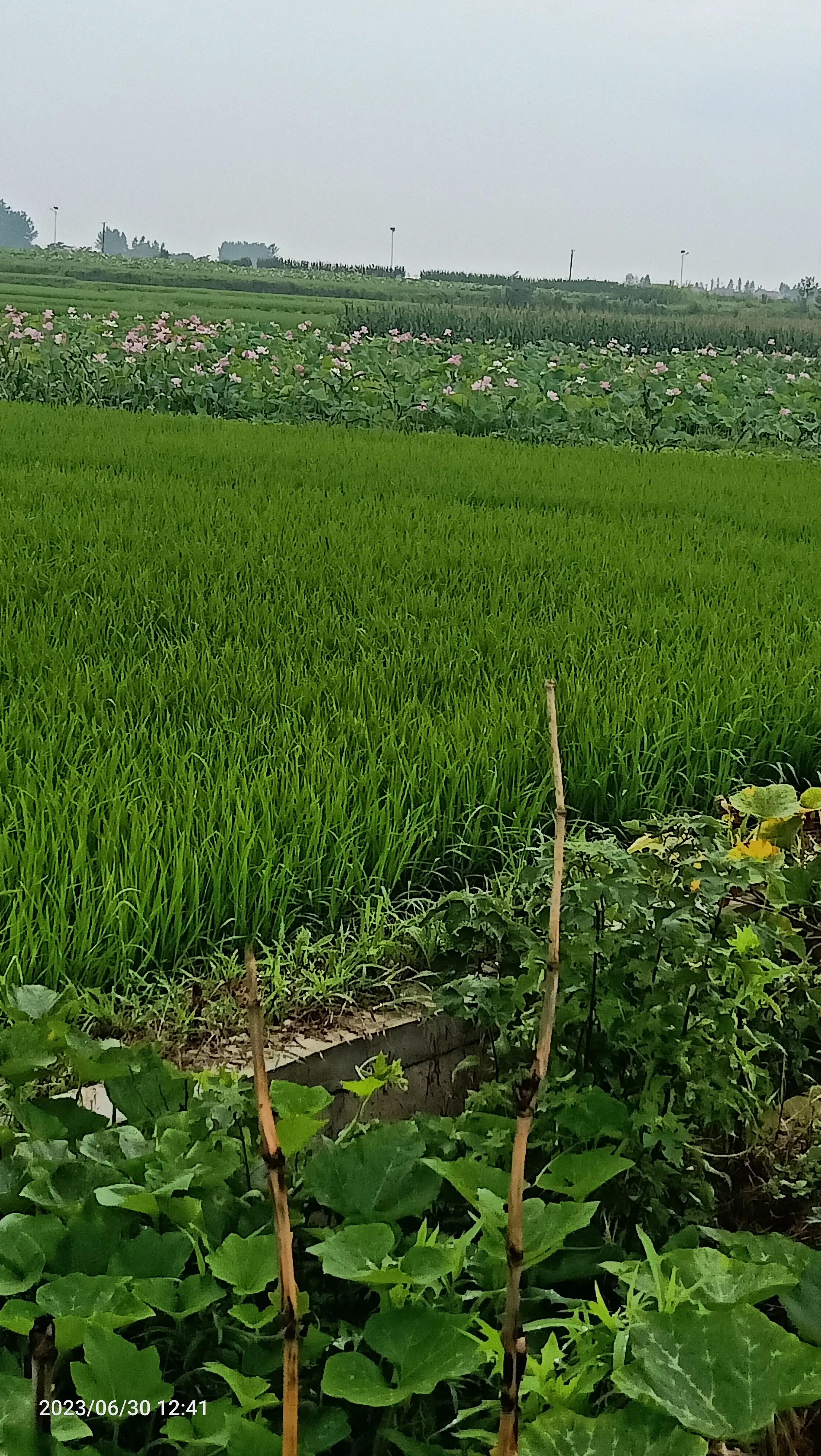 沌口海尔工业园叉车,武汉市蔡甸区东荆河路海尔工业园