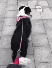 边牧为什么弃养率那么高,被弃养的边牧到新家怎么处理