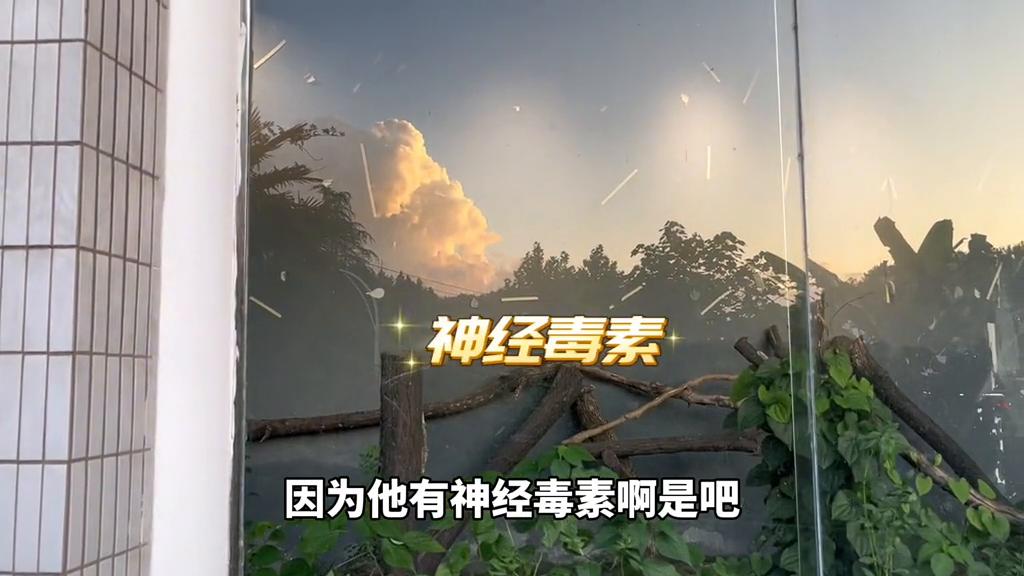 短尾蝮蛇咬伤致死率高吗,短尾蝮蛇咬伤后症状