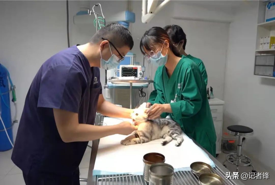 宠物医院盈利模式有哪些,宠物医院赚钱到底有多好赚